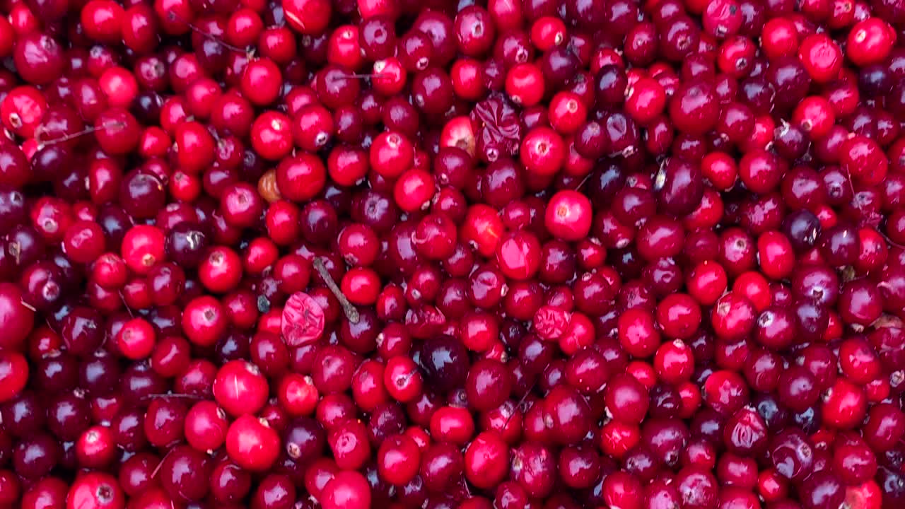 숲에서 수집 된 유용 한 은 베리 크랜베리