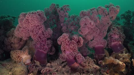 corales blandos púrpuras en el suelo marino del océano en arrecifes de coral tropicales