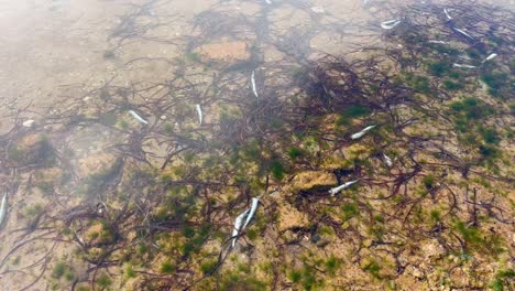 witness the severe environmental devastation of an algal bloom in south australia, where dead marine life washes ashore. this footage highlights ecological crises and climate change effects