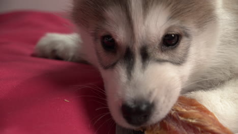 Husky-puppy-eating-a-treat-close-up