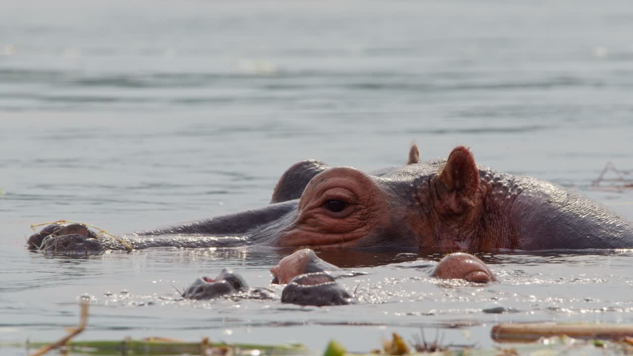 Nilpferd schwimmt im Nil, wobei nur Augen und Ohren über der Wasseroberfläche sichtbar sind, und beobachtet seine Umgebung während eines Abenteuers im Nationalpark, extreme Nahaufnahme, Tracking-Aufnahme