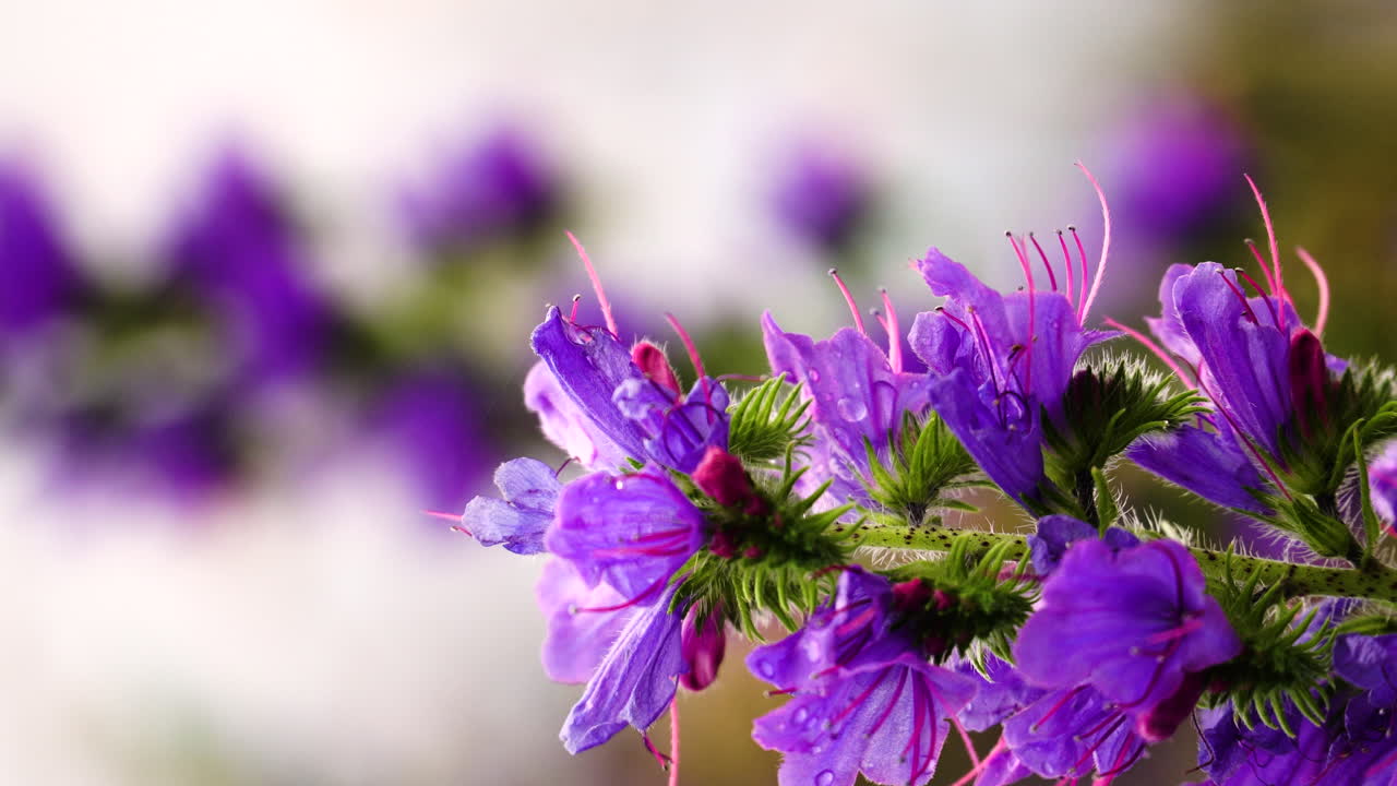 flores de lavanda en flor se balancean suavemente en la brisa de verano, cierran