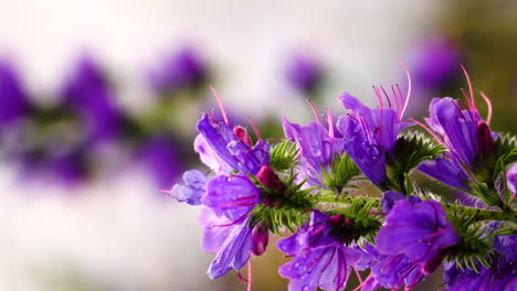 Blooming-lavender-flowers-gently-swing-on-summer-breeze,-close-up