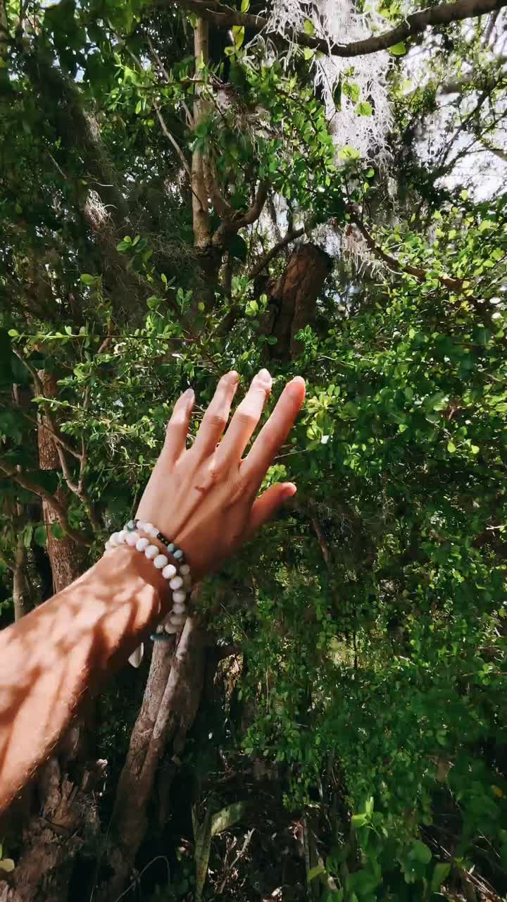 mano alcanzando un árbol en un bosque exuberante