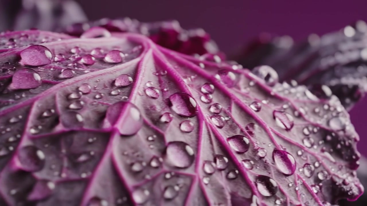 Scatto macro di una foglia fresca di cavolo viola con goccioline d'acqua