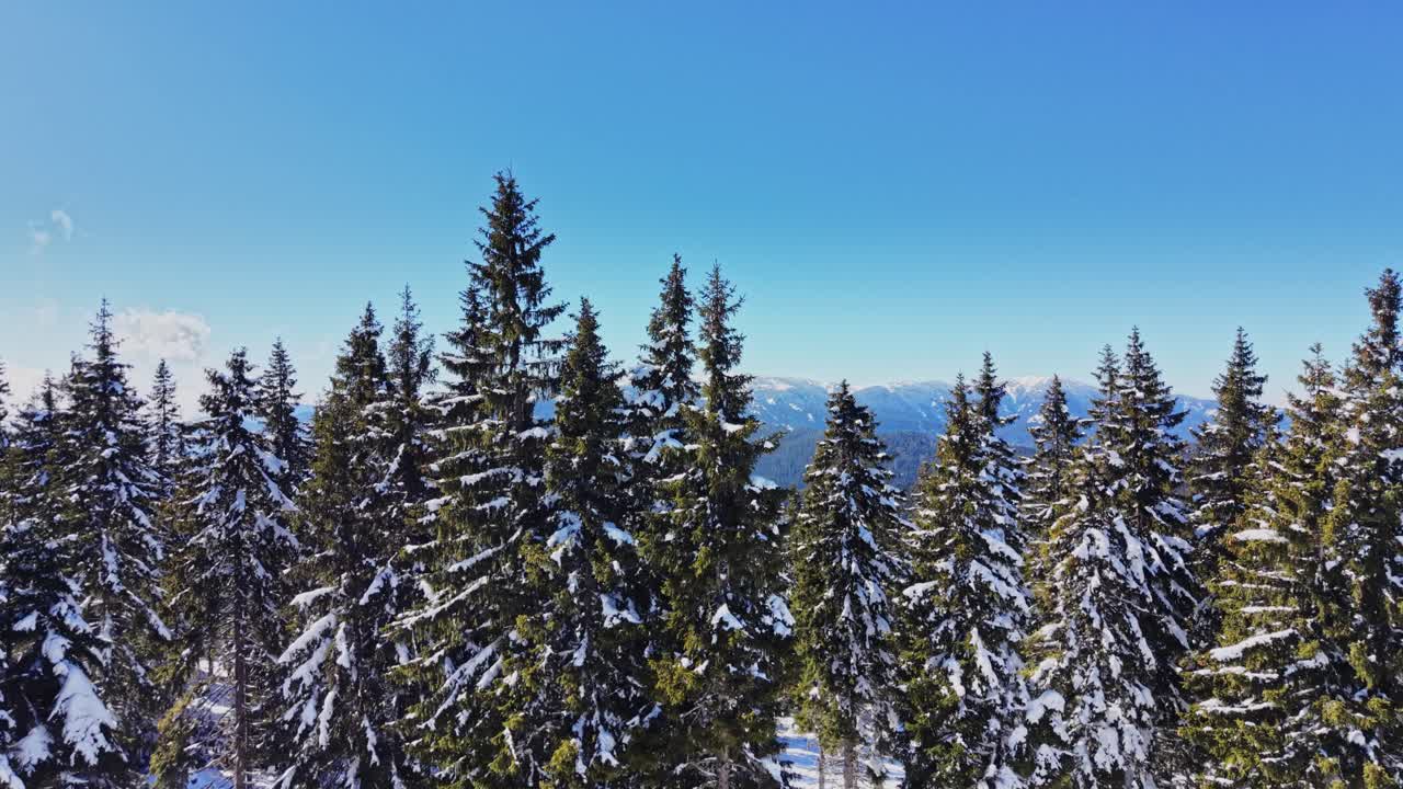 Snow-covered forest in the Carpathians of Bulgaria during winter