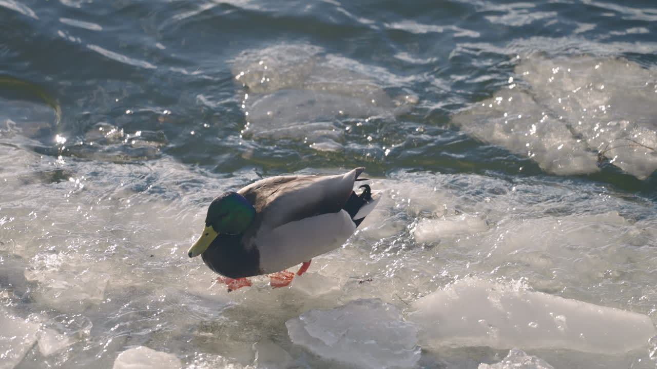 Mallard Drake Walking On Frozen Lake At Daytime - high angle shot