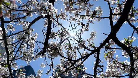 sun peeking through cherry blossoms on a clear day, branches in full bloom