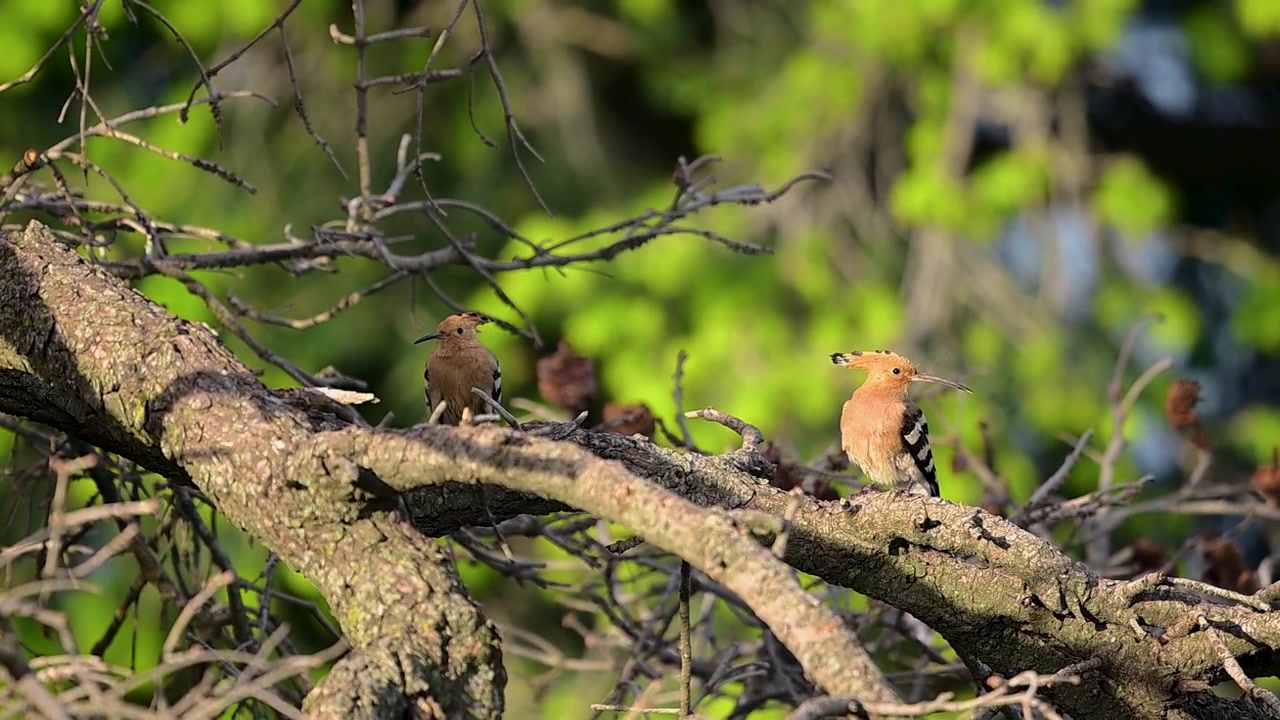 Cinematic macro shot capturing a magnificent pair of Eurasian Hoopoe birds perched on a thick rustic branch, their striking crests illuminated by morning sunbeams.
