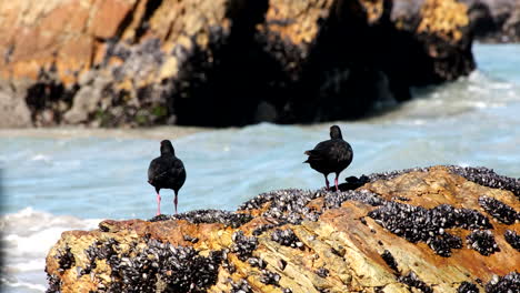 african black oystercatchers scavenge on coastal rocks covered in black mussels