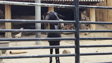 black goat behind fence in animal enclosure