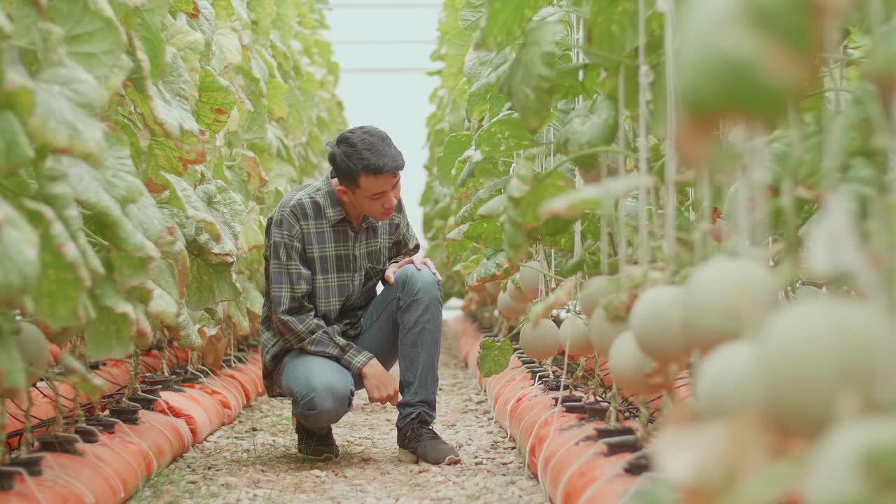 agricultor inspeccionando las plantas de melón en un invernadero