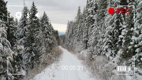 filmando el bosque en invierno en una cámara digital 4k