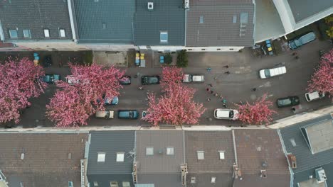 drone - aerial top shot of the kirschbluete cherry blossom in the heerstraße heerstreet breitestraße bonn 30p