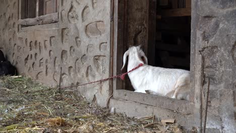 a goat relaxing in the doorway of a stone barn