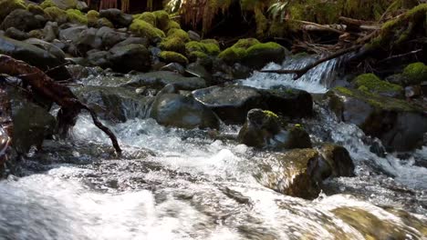 Agua-Que-Fluye-Sobre-Rocas-Cubiertas-De-Musgo-En-El-Bosque-Del-Bosque-Nacional-Olímpico