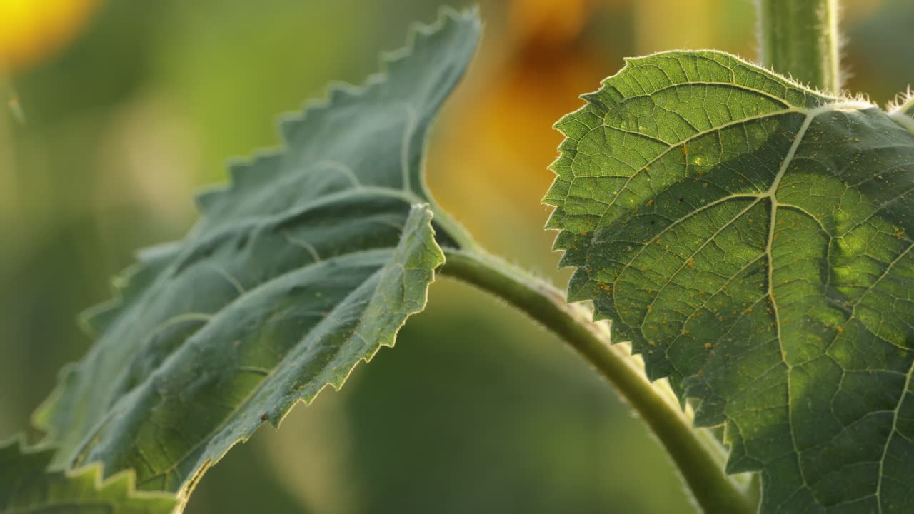 hojas verdes de un girasol en un campo durante la primavera