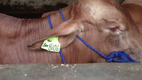 cows heifer with numbers on ears smart collar chewing hay at the cow house milk and meat manufacture industry