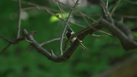 japanese tit resting on twigs in bokeh nature background in saitama, japan