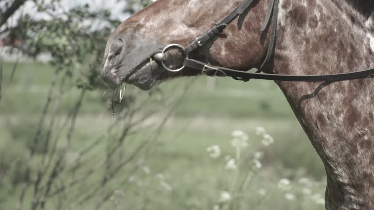 caballo comiendo hierba en un campo