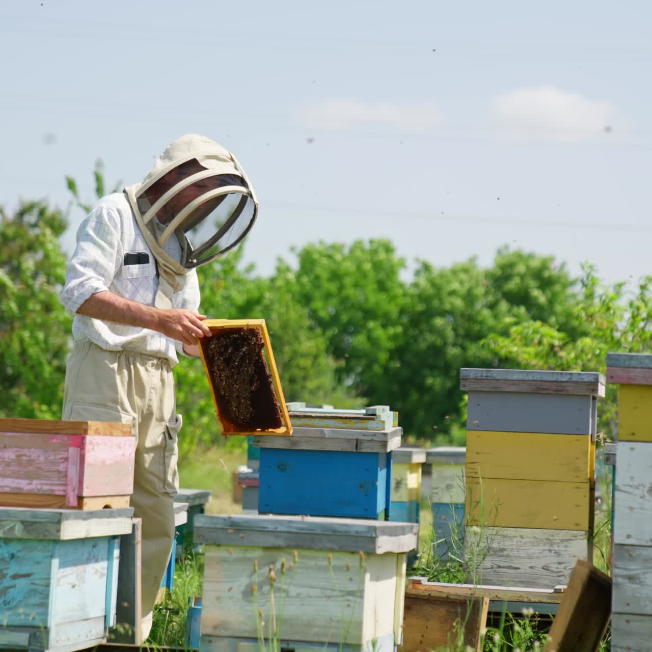 Apiarist wearing protective hat holds the frame in his hands. Beekeeper scratches the frame with the help of instrument. Nature backdrop