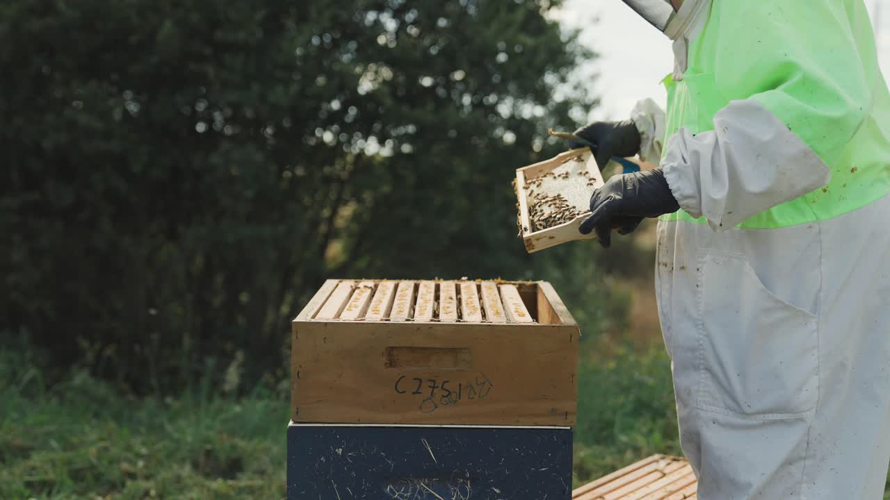 Beekeeper in protective suit inspecting honey frame from Langstroth hive