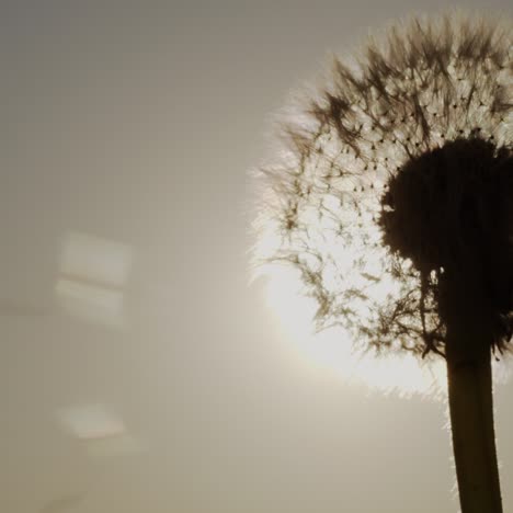 semillas de diente de león arrastradas por el viento