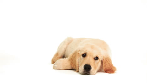 un lindo cachorro acostado