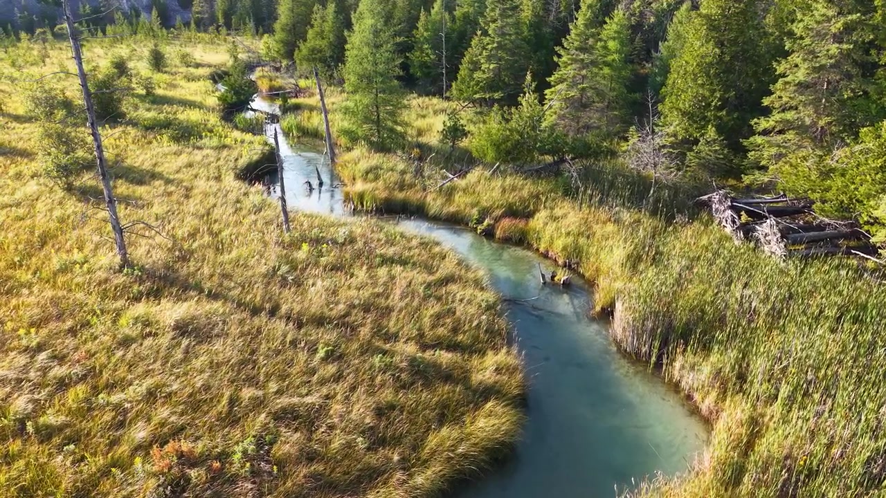 Maestosa vista aerea di un ruscello selvaggio a Hessel, Michigan, circondato da alberi, con il Lago Huron appena visibile in lontananza.