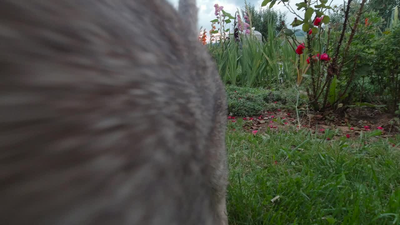Cat in garden setting, back turned to camera at first swatting with tail then turns and rubs against camera