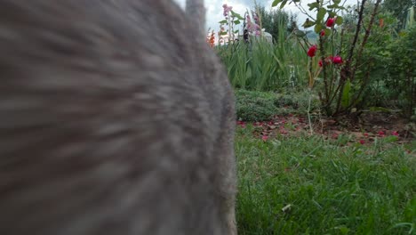 Cat-in-garden-setting,-back-turned-to-camera-at-first-swatting-with-tail-then-turns-and-rubs-against-camera