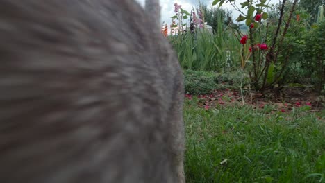 gato en el jardín, de espaldas a la cámara al principio golpeando con la cola, luego gira y se frota contra la cámara