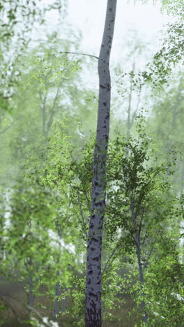 Birch grove by a sunny day