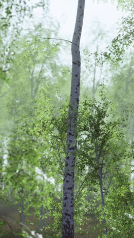 birch grove by a sunny day