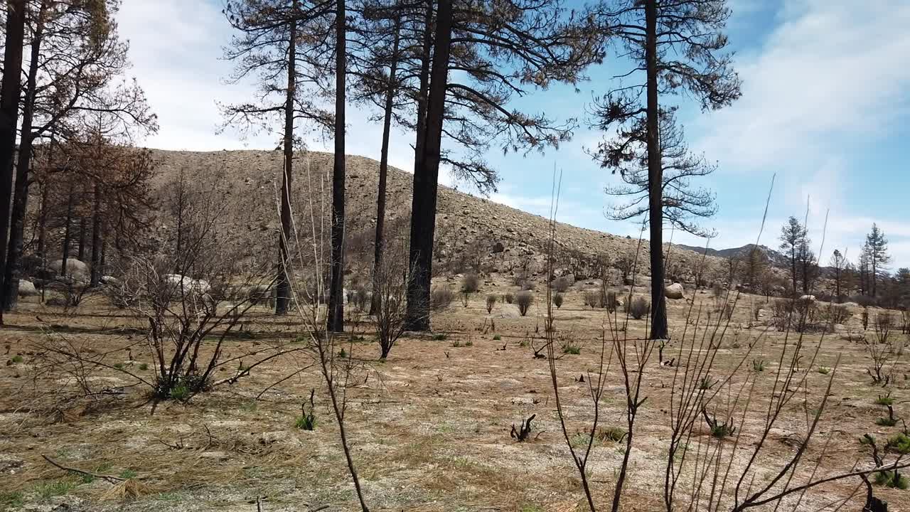 toma panorámica izquierda del área alrededor de un árbol gravemente quemado por un incendio forestal hace varios años cerca de idyllwild, california