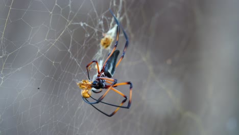 araña de palma de las seychelles comiendo avispa amarilla que cayó en la red, mahe seychelles 2