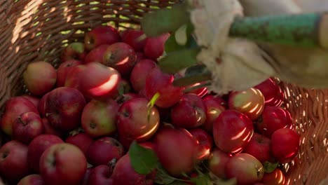 vaciar las manzanas maduras frescas recogidas a mano del recolector de frutas en una cesta de mimbre