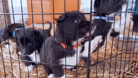 border collie puppies in the kennel getting fed