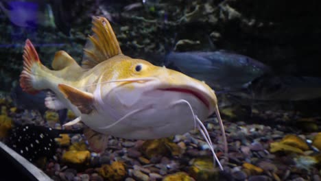 fish in aquarium