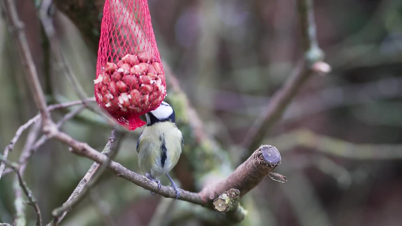 un pájaro en busca de comida mientras se congela afuera, capturado en cámara lenta