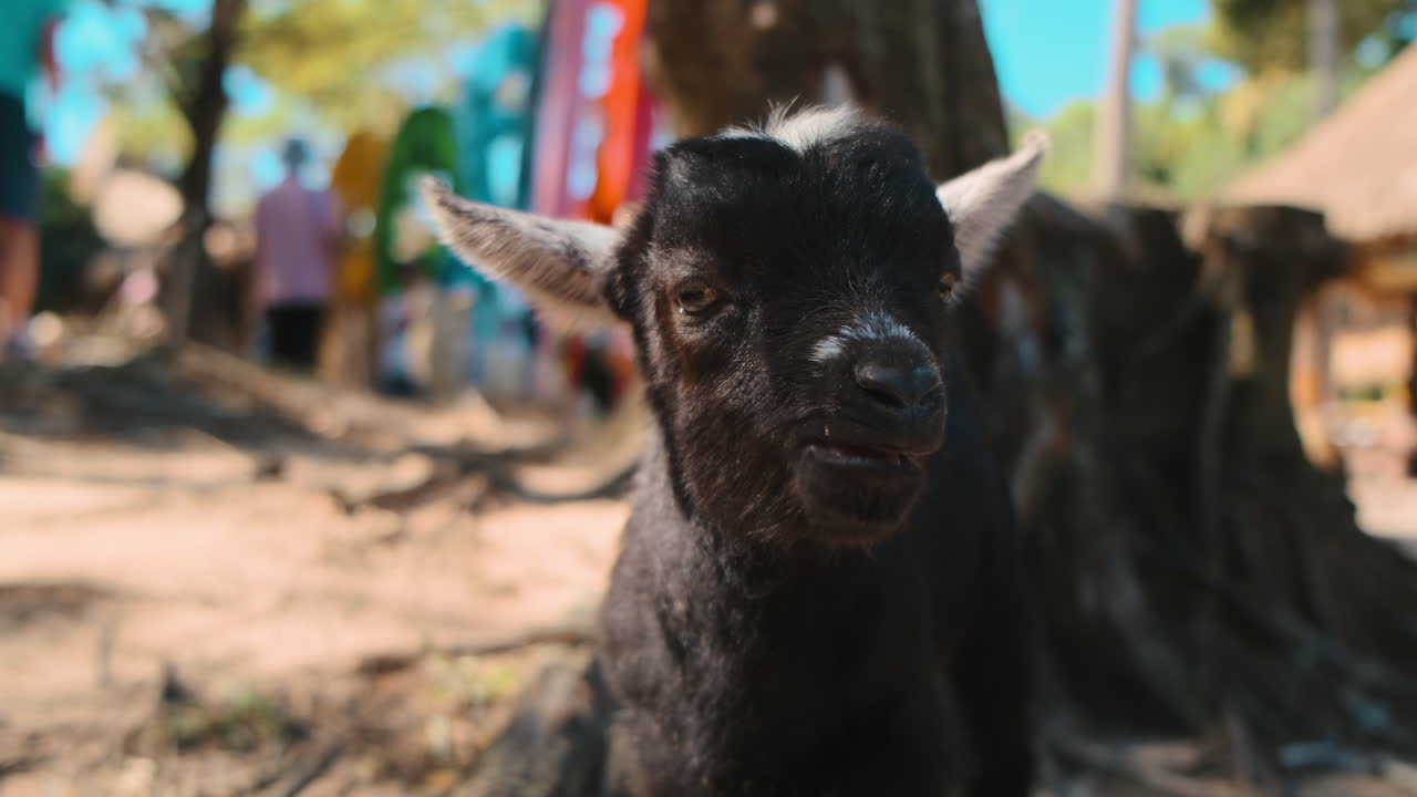 Baby Goat Portrait