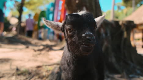 baby goat portrait