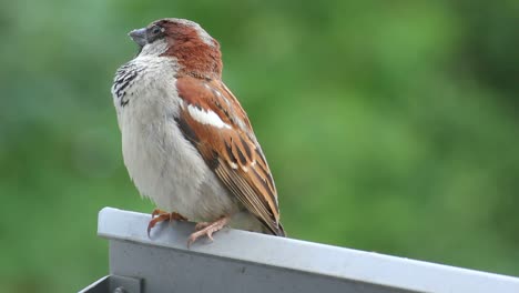 Male-house-sparrow-sitting-on-a-balcony-while-singing