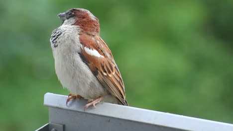 male house sparrow sitting on a balcony while singing