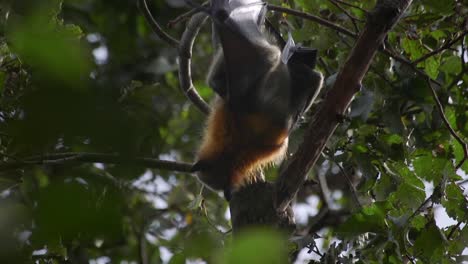 bat climbing along tree branch australia gippsland victoria maffra daytime