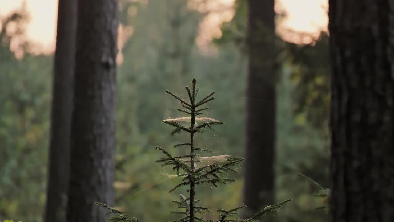 Ragnatele che coprono i rami di abeti in una foresta serena al tramonto