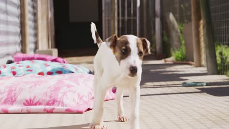 Puppy-in-a-dog-shelter