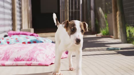 un cachorro en un refugio para perros
