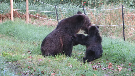 una madre oso pardo y su cachorro juegan en el parque provincial de tweedsmuir, columbia británica