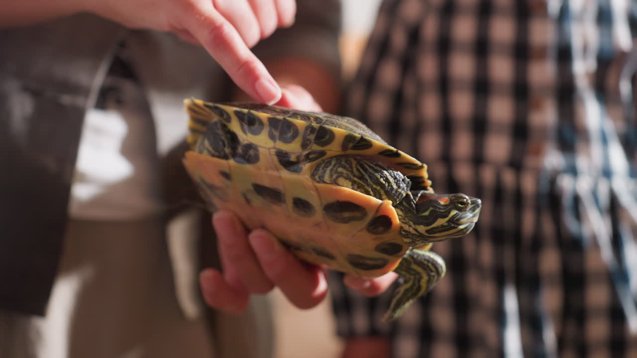 Close up of adult teaching child about tortoise showing details of shell and body while young learner watches attentively creating moment of early education interaction and curiosity